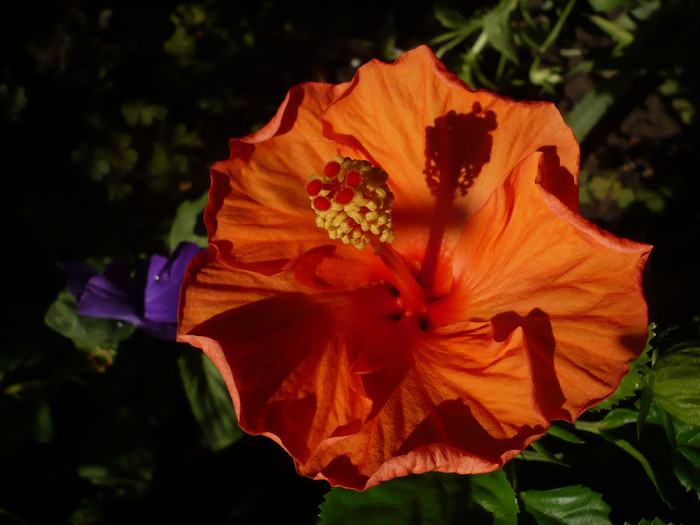 P1150852 - HIBISCUSI 2012-2