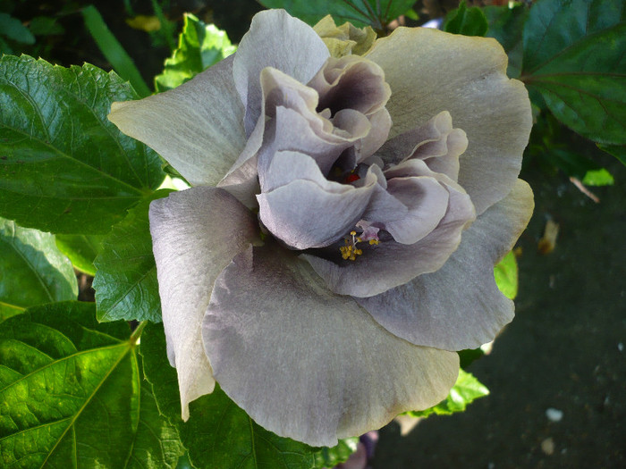 P1150854 - HIBISCUSI 2012-2