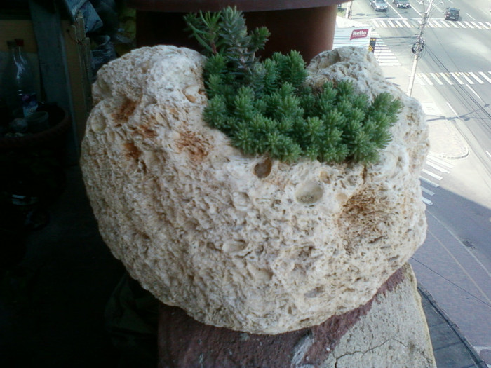 plante de rocarie...