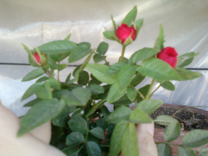 mini rosa-rosie