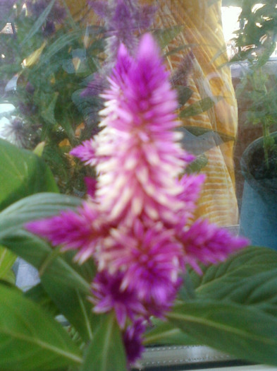 celosia caracas