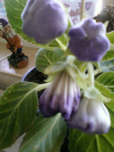 sufera de caldura...