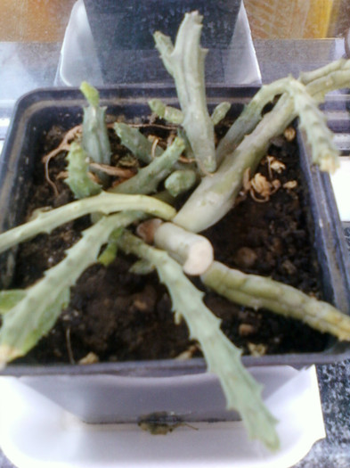 stapelia lenesa !