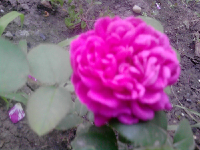Rose de Resh - Trandafiri 2012
