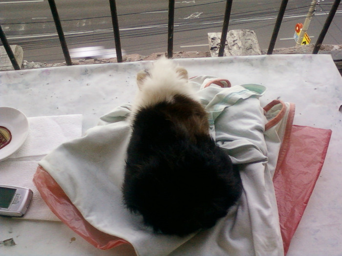 15 iulie 2012-flori 003 - animalutele mele