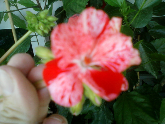 muscata pestrita - muscate