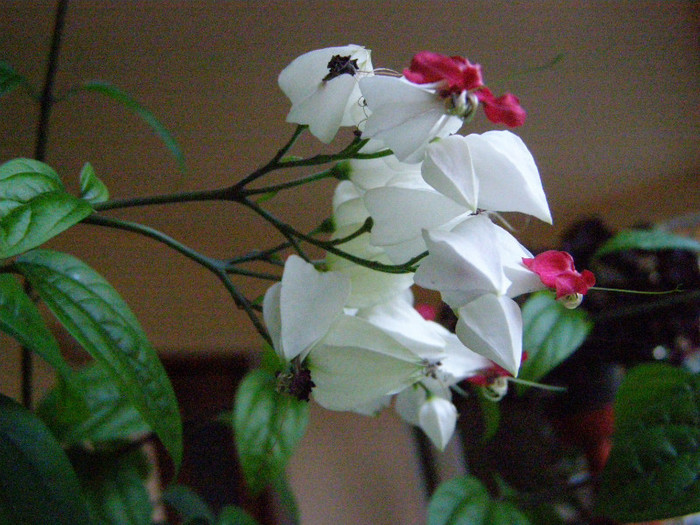 P5267495 - Flori de interior  2012