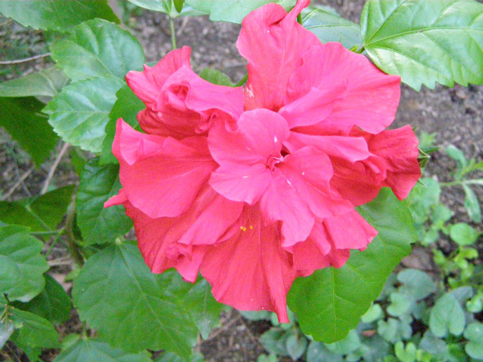 P5167431 - Flori de interior  2012