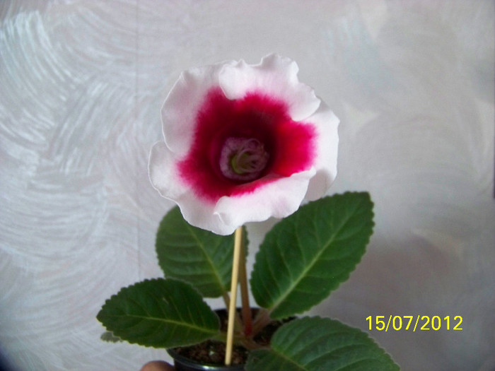 354_7273 - Gloxinia 2011-2012-2013