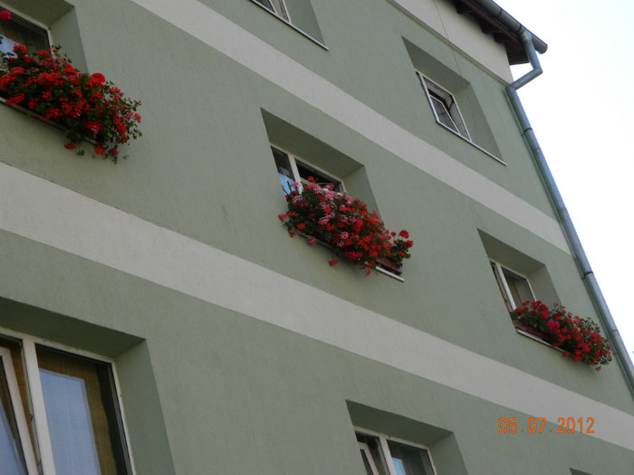 Jardinierele mele cu muscate; muscate pelargonium

