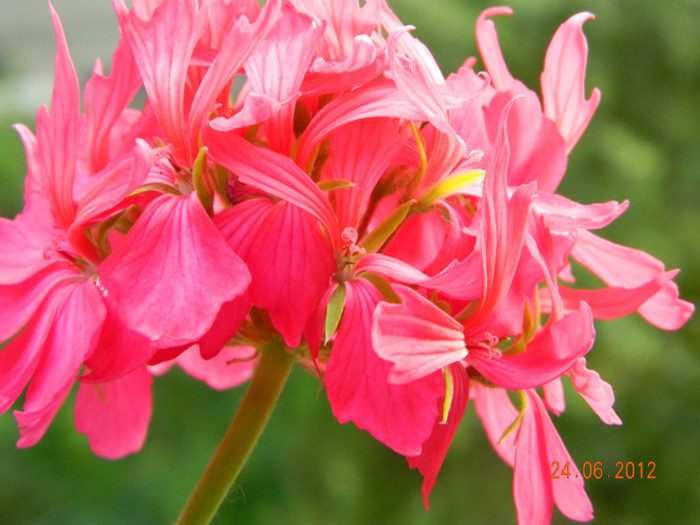 Muscata stelar roz inchis
