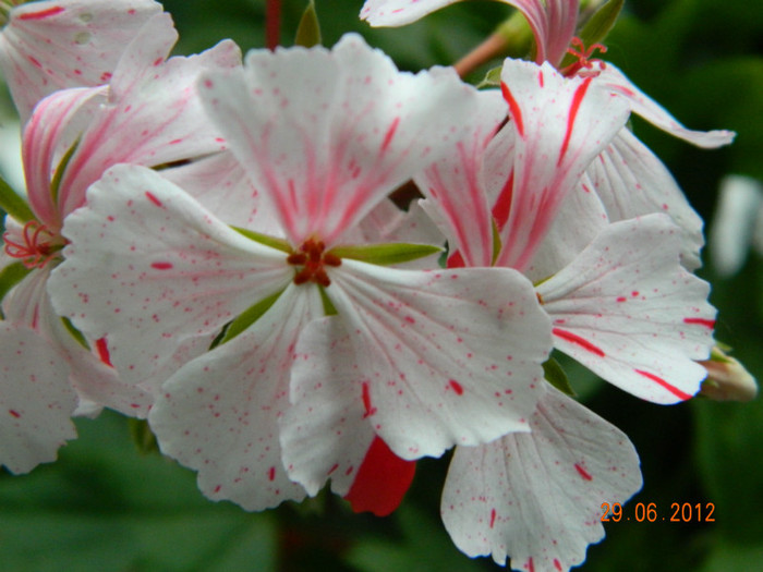 DSCN0758