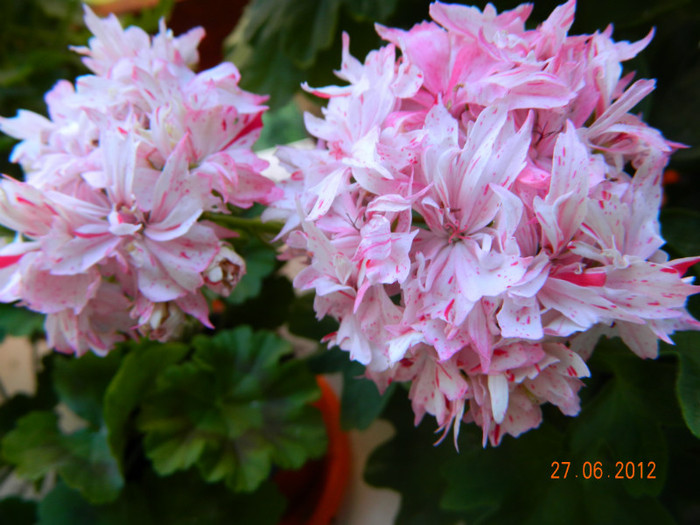 DSCN0751