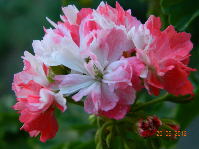 DSCN0615