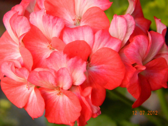 DSCN0949