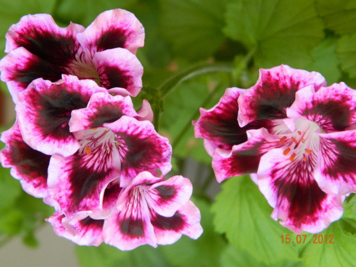 Pelargonium Rembrandt