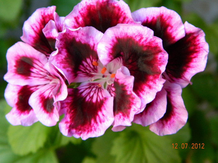 DSCN0946