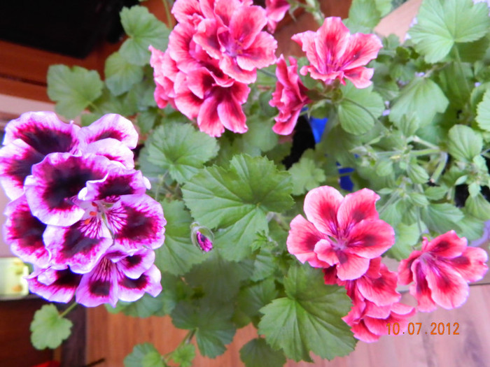 DSCN0934