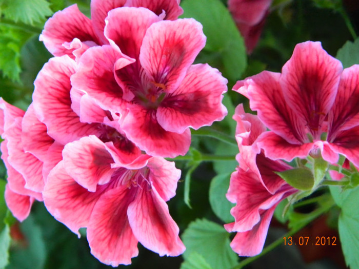 DSCN0959