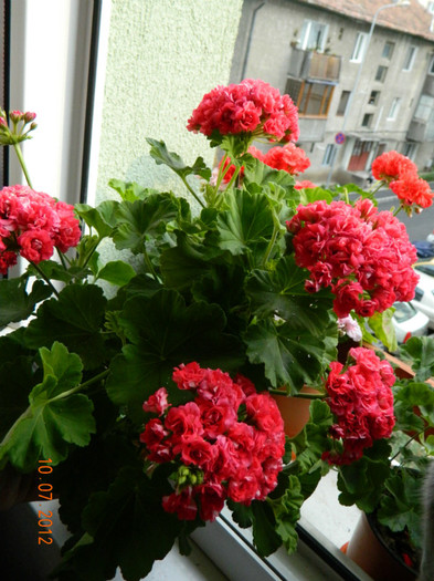 Muscata Pink Rambler; muscata pelargnium
