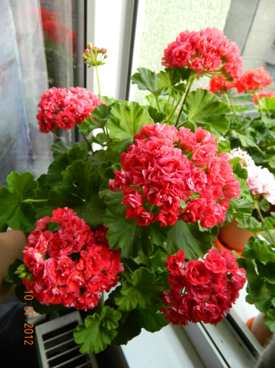 Muscata Pink Rambler