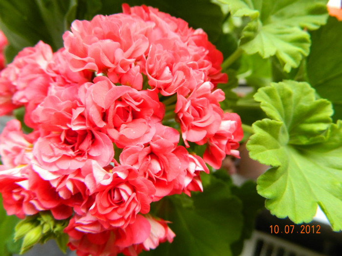 DSCN0932