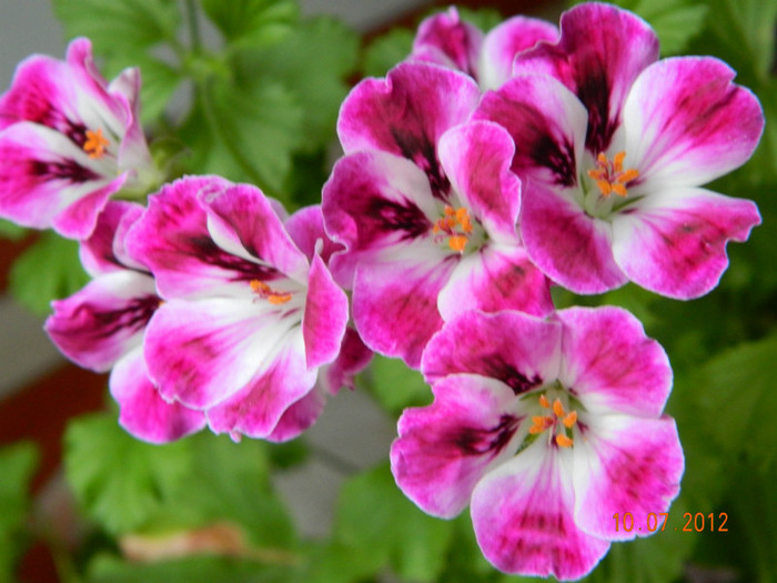 Muscate Floria Moore; pelargoium muscate
