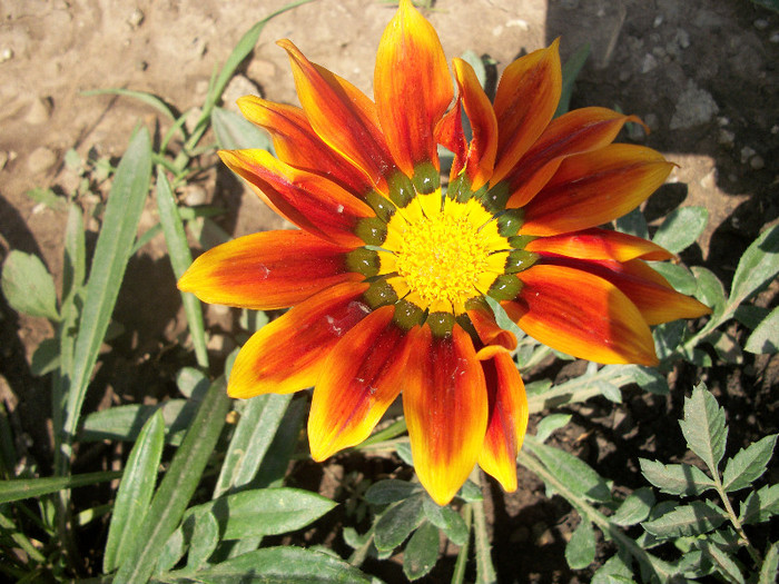 100_1583 - gazania 2012