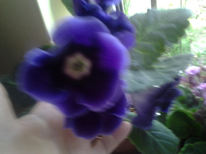 2012-07-15 18.26.12 - gloxinia