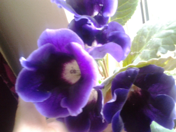 2012-07-15 18.26.27 - gloxinia