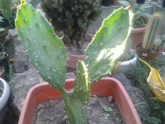 30 ron este de 0,75 cm - cactusi de vinzare