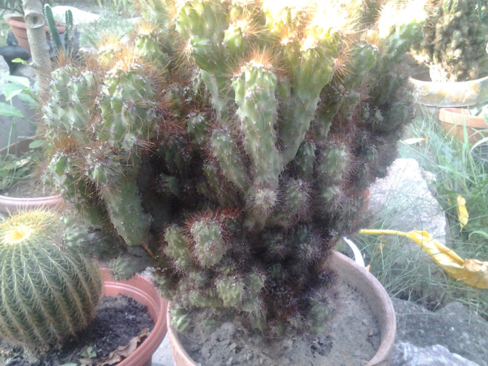 2012-07-15 19.17.26 - cactusi de vinzare