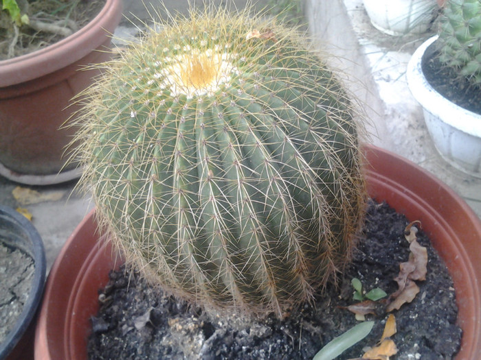 cactus mare 40 ron,15 cm diametru - cactusi de vinzare