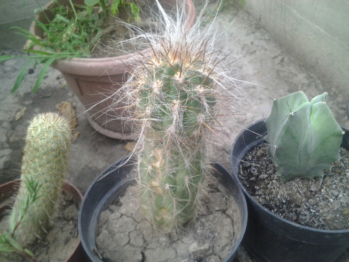 2012-07-15 19.18.29 - cactusi de vinzare