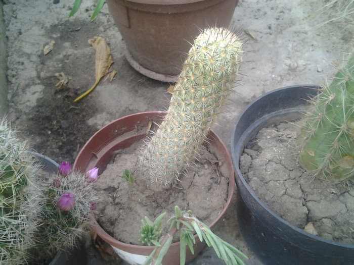 2012-07-15 19.18.54 - cactusi de vinzare