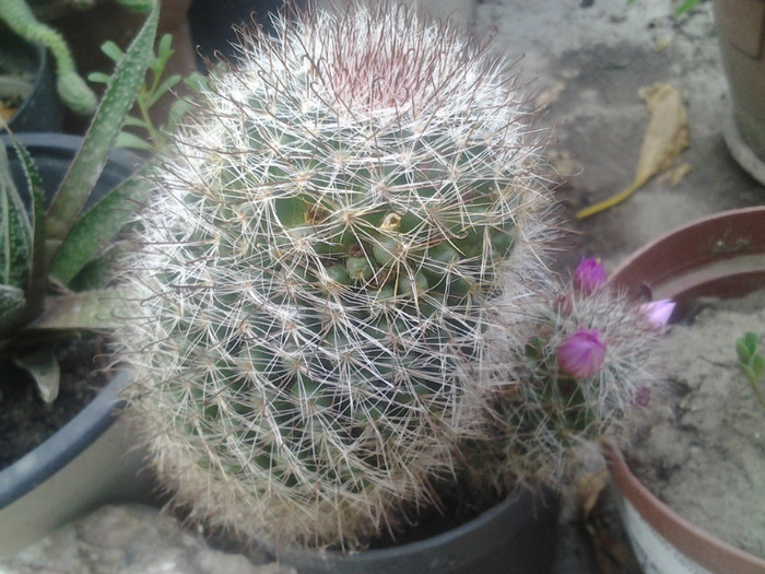 2012-07-15 19.19.04 - cactusi de vinzare