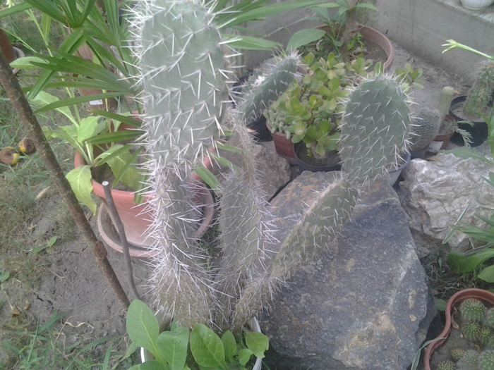 2012-07-15 19.19.33 - cactusi de vinzare