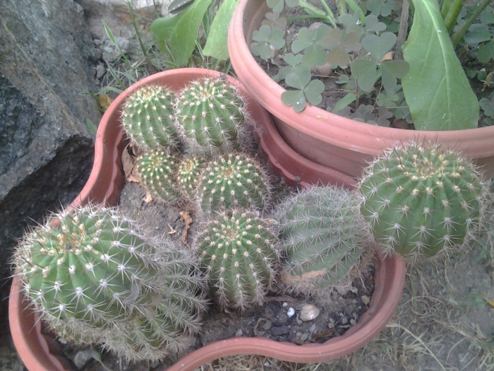 2012-07-15 19.19.52 - cactusi de vinzare