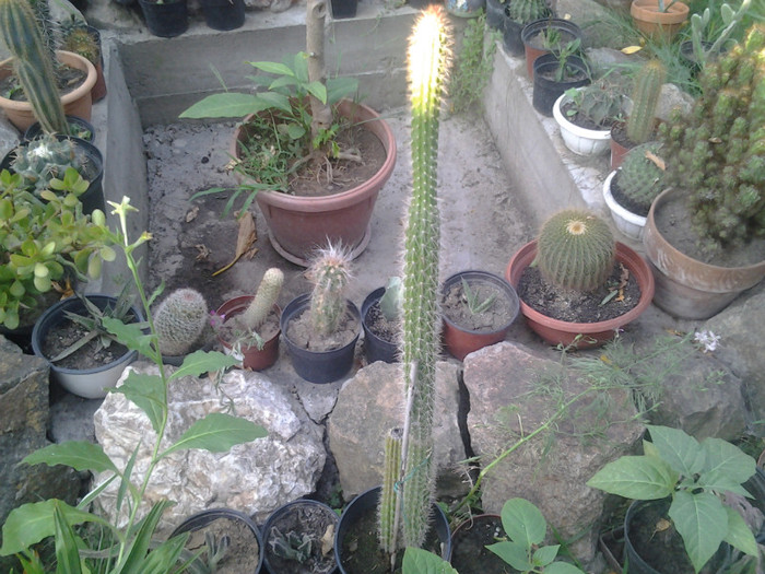2012-07-15 19.20.11 - cactusi de vinzare