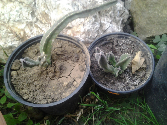 2012-07-15 19.20.31 - cactusi de vinzare