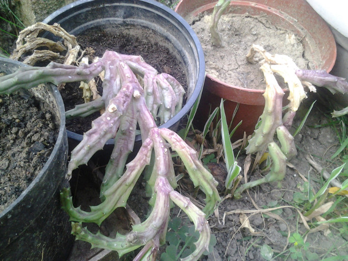 2012-07-15 19.20.58 - cactusi de vinzare
