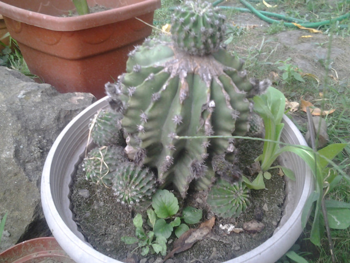 2012-07-15 19.21.05 - cactusi de vinzare