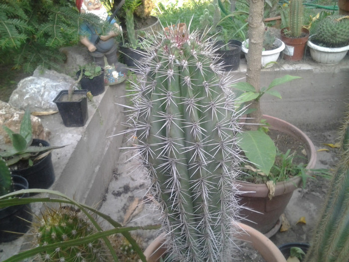cactus inaltimea 40 cm 50 ron - cactusi de vinzare