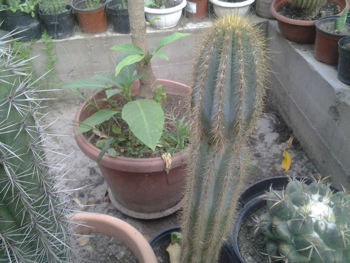 2012-07-15 19.21.41 - cactusi de vinzare