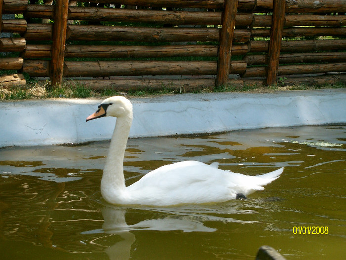 SANY2895 - parc municipal - roman