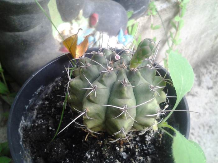 cactus cu floare alba 15 ron