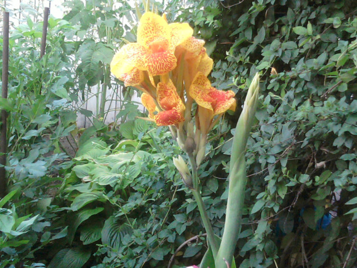 canna - iulie 2012