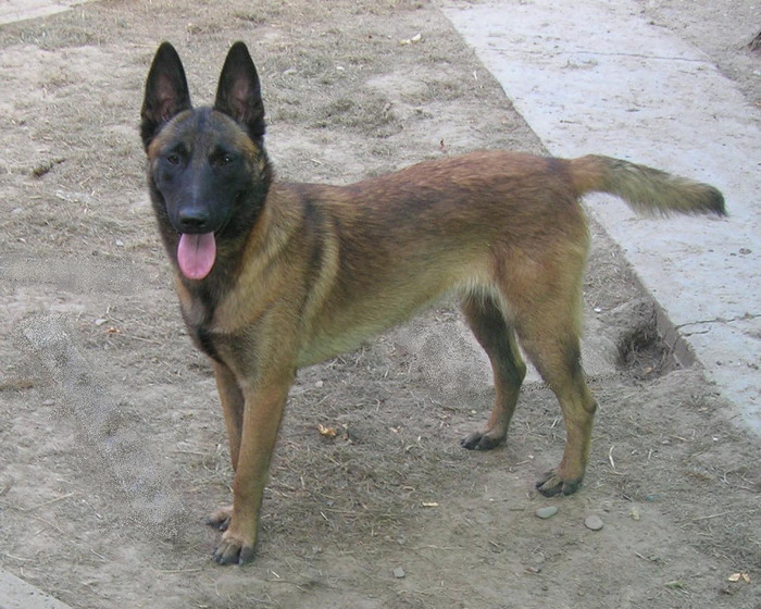 Briska 2; Femel%u0103 Malinois 8 luni
