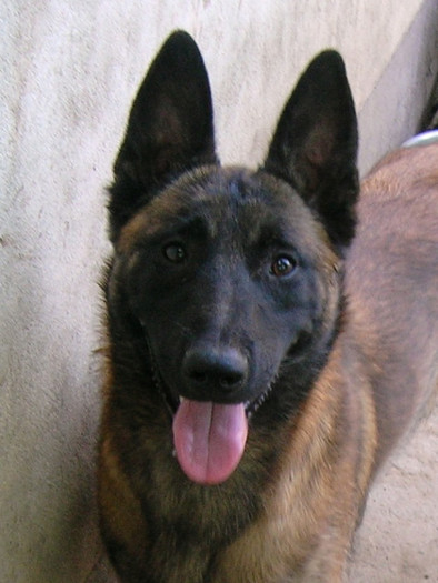 Briska 3; Femel%u0103 Malinois 8 luni
