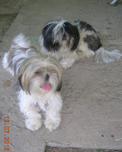 Shih Tzu - Caini